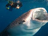 Djibouti - Whale Shark in the Gulf of Aden - 10